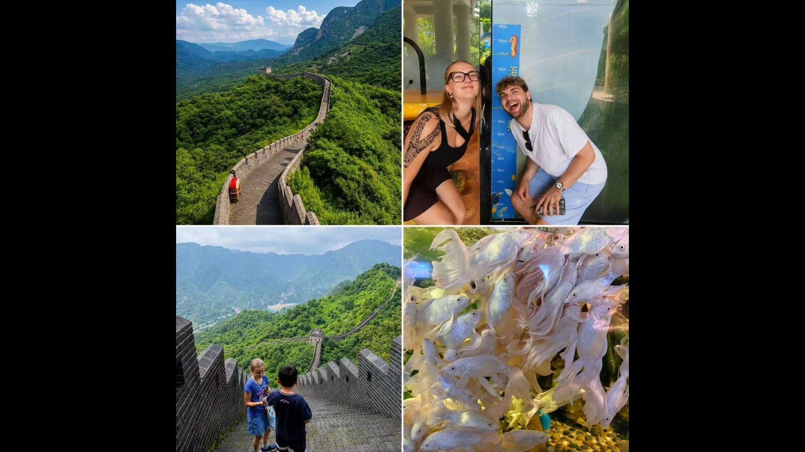 Collage: Chinesische Mauer und Aquarium