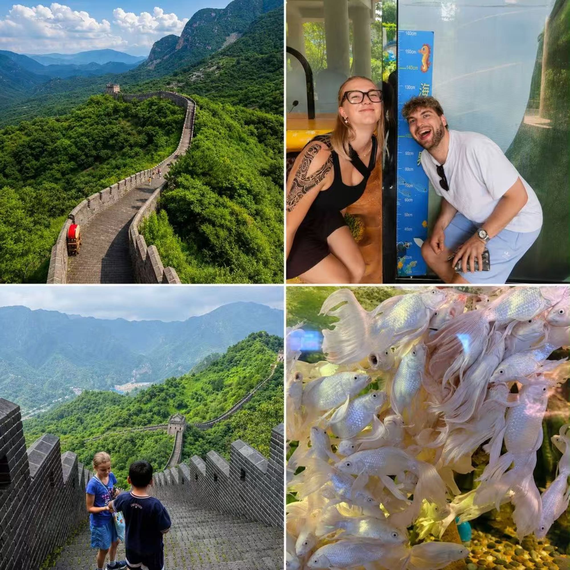 Collage: Chinesische Mauer und Aquarium