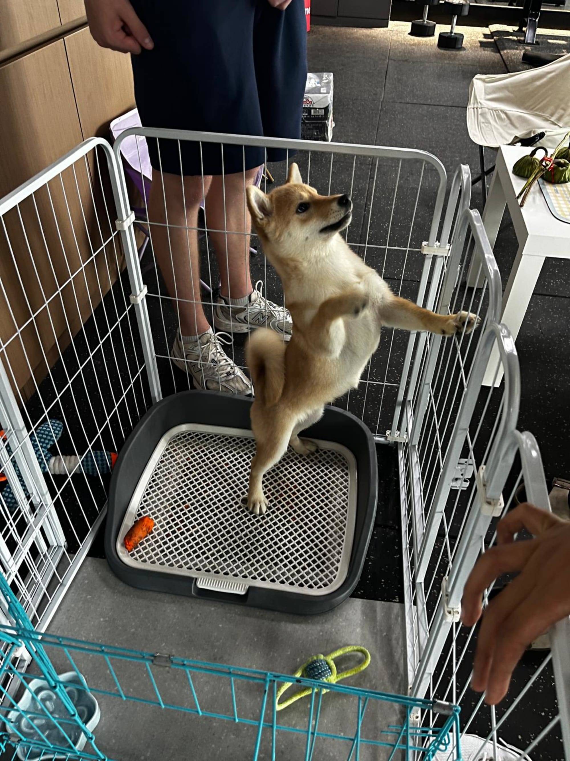 Hund im Fitnesscenter-Zoo
