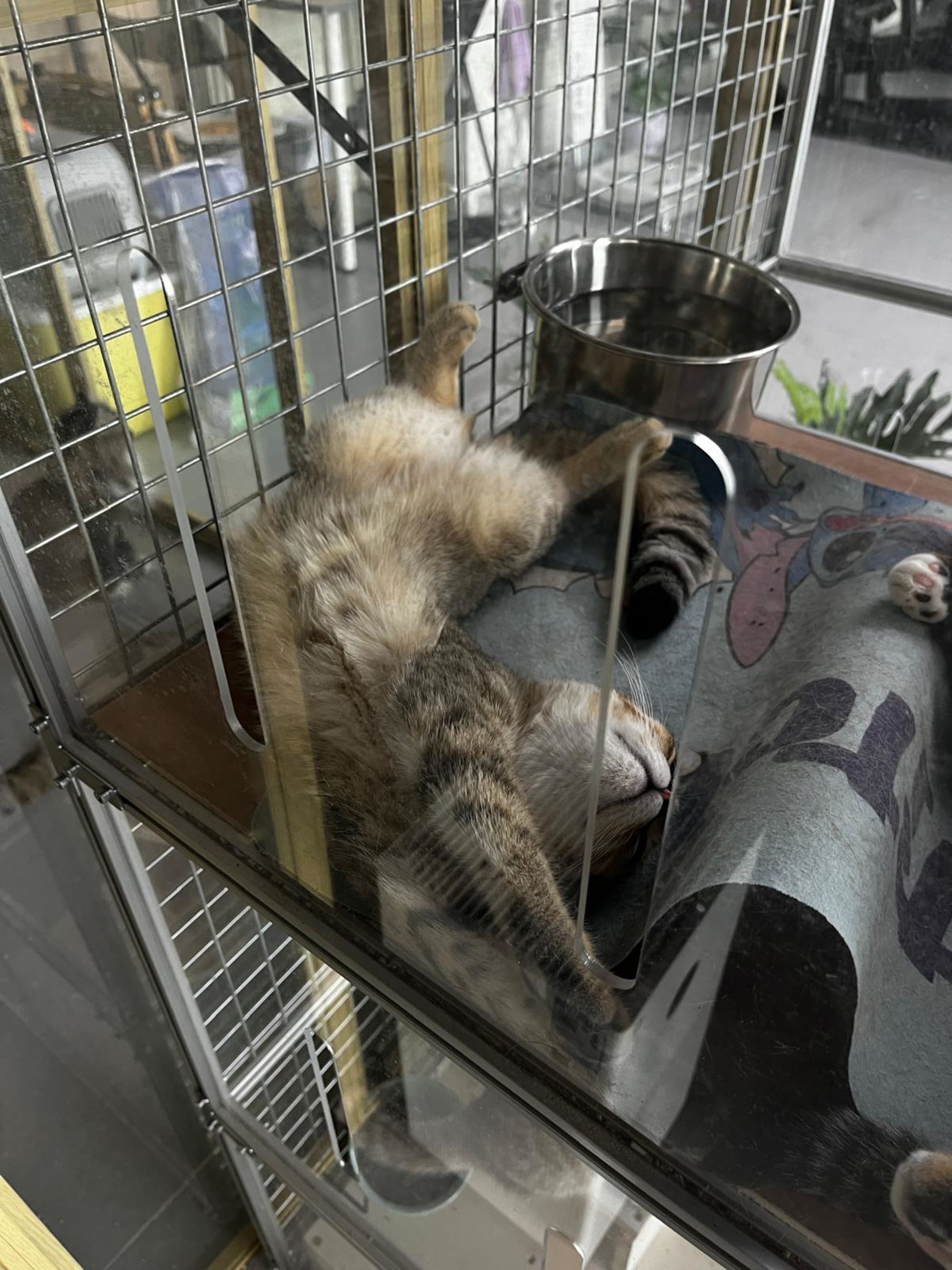 Schlafende Katze im Gehege